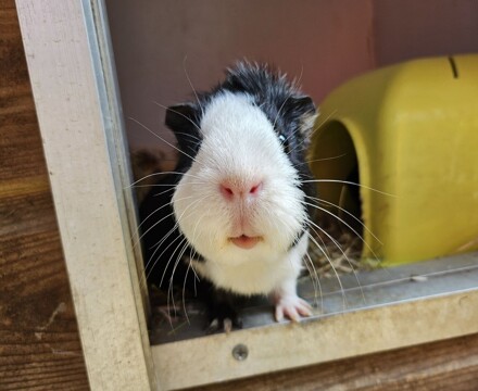 Varndean guinea pigs