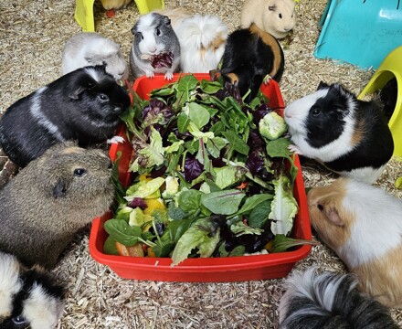 Varndean guinea pigs