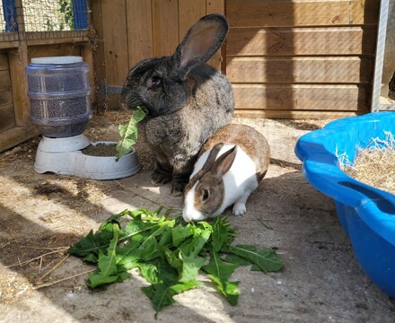Varndean rabbits