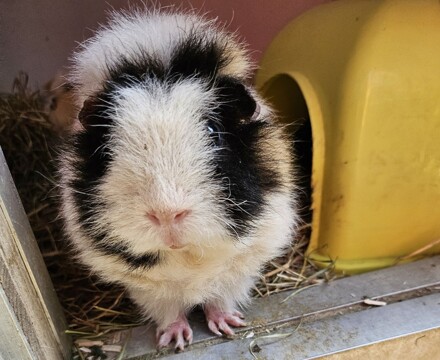 Varndean guinea pigs