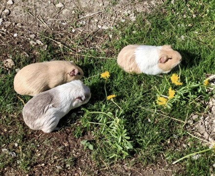 Varndean guinea pigs