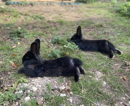 Varndean rabbits