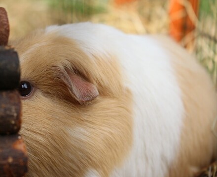 Varndean Guinea Pigs 3 (1)