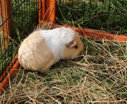 Varndean Guinea Pigs 2 (1)
