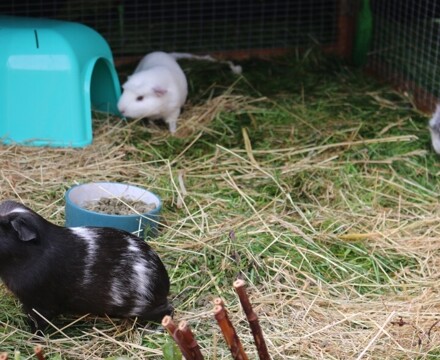 Varndean Guinea Pigs 1 (1)